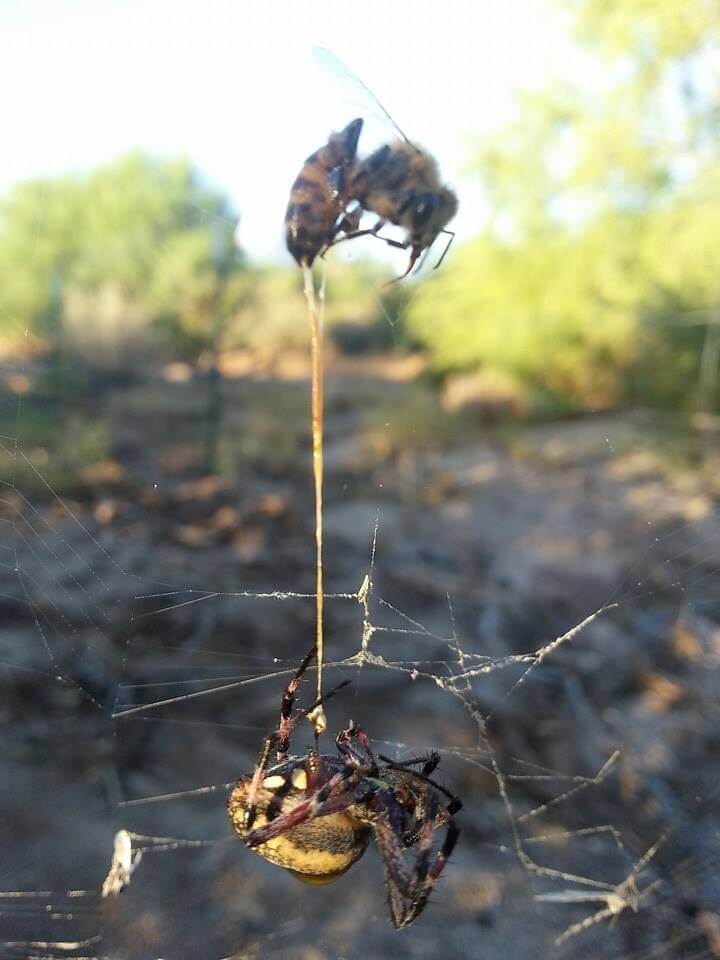 A Spider and a Bee kill each other in a fight to the DEath