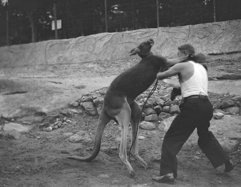 kangaroo boxing, fighting